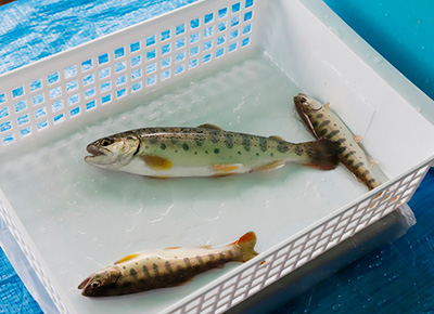 おおさき親子釣り大会
